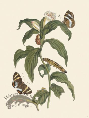 Merian Metamorphosis 36